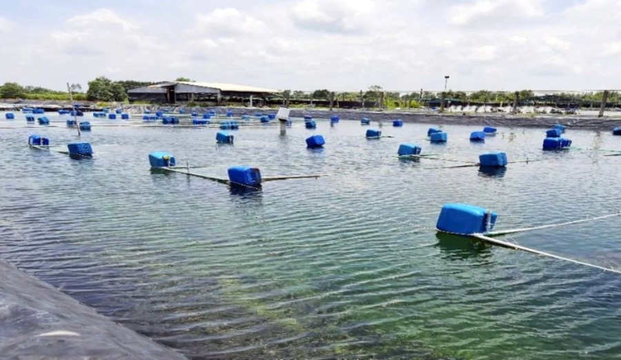 Nông dân Cà Mau đổi đời nhờ nuôi tôm tuần hoàn 