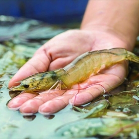 Kế hoạch phát triển ngành tôm nước lợ bền vững năm 2025