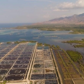 Những Nguy Cơ Của Việc Thâm Canh Quá Mức Trong Nuôi Tôm