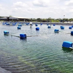 Nông dân Cà Mau đổi đời nhờ nuôi tôm tuần hoàn 