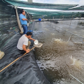 Tạo môi trường đáy tốt cho tôm vào mùa mưa