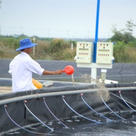 TỐI ƯU KHOÁNG – TĂNG NĂNG SUẤT TÔM