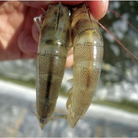 Vi bào tử trùng EHP, kẻ thù giấu mặt khiến tôm chậm lớn! Cách phòng và điều trị hiệu quả